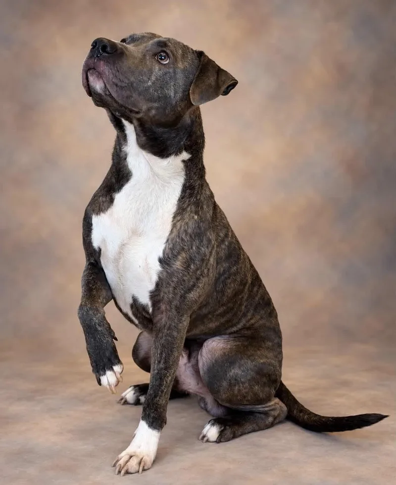 A young large-sized male Pit Bull Terrier dog named Freddy for adoption in Guntersville, AL