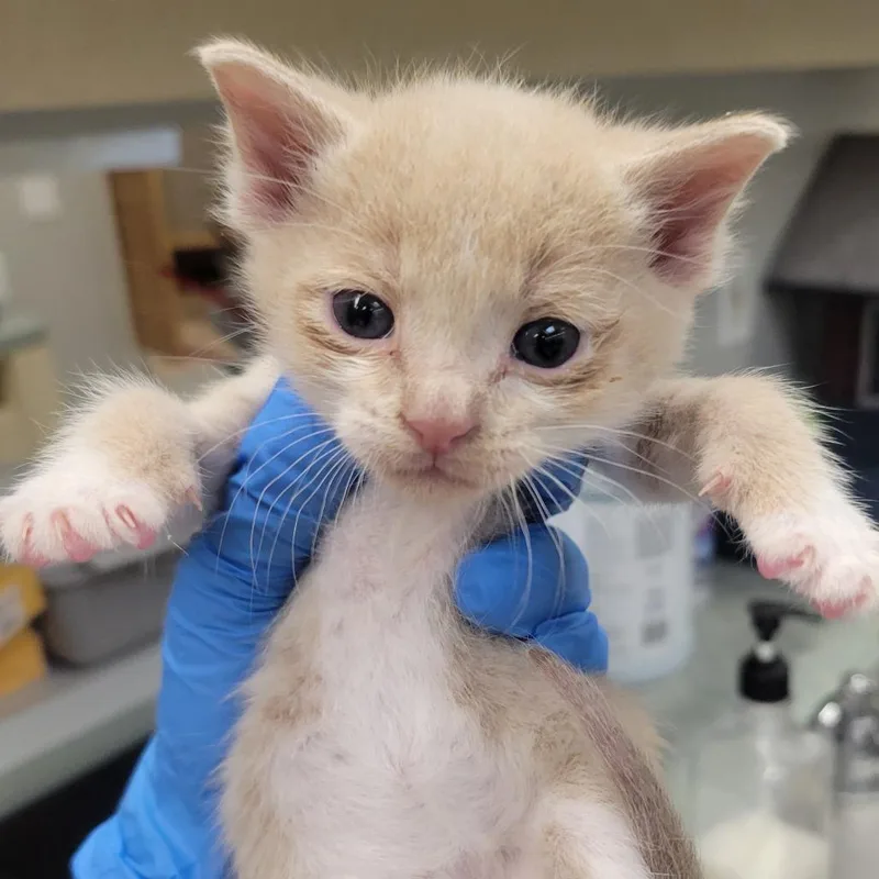 A baby small-sized male Buff / Tan / Fawn Domestic Short Hair cat named Brisbane for adoption in Westminster, CA