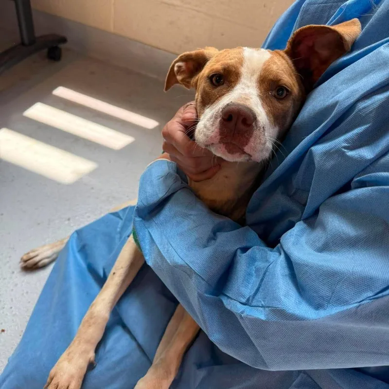 An adult small-sized female Brown / Chocolate Mixed Breed dog named Machine Stray Hold for adoption in Huntington, WV