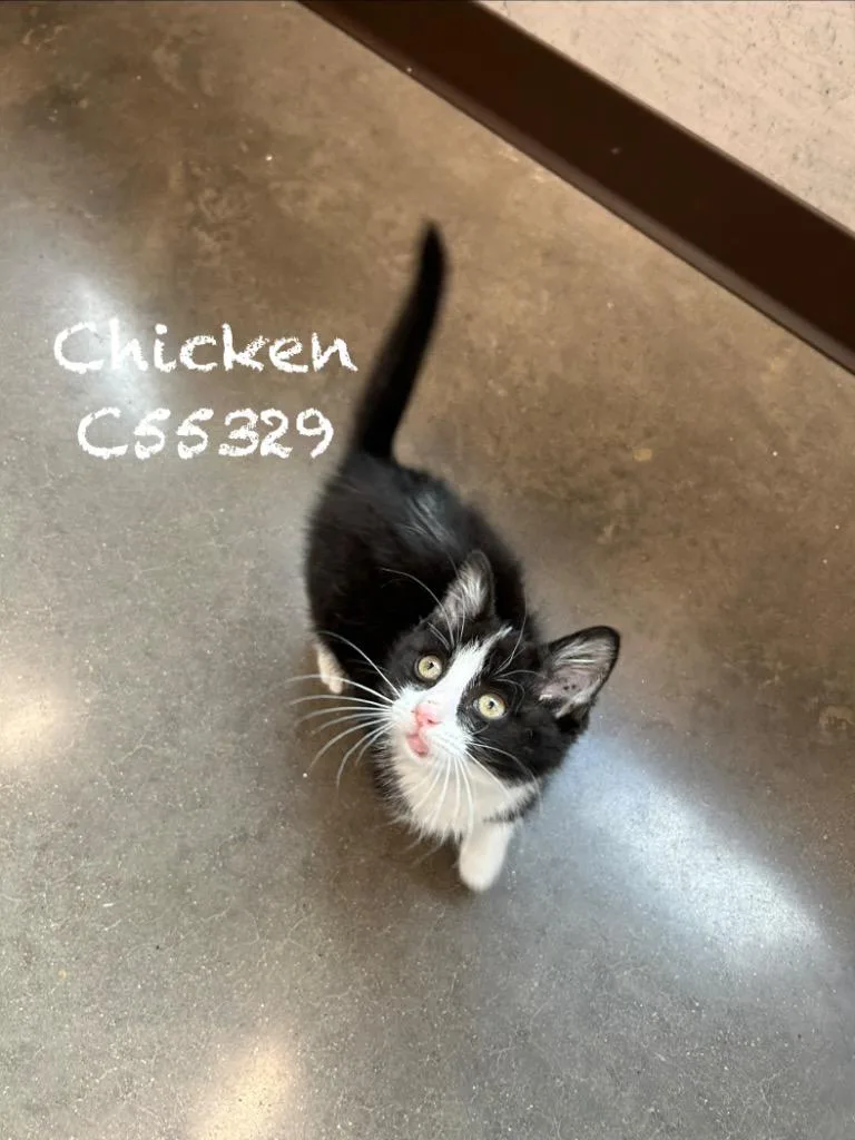 A baby medium-sized male Domestic Short Hair cat named Chicken for adoption in Clarksville, TN