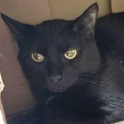 A young medium-sized male Black Domestic Short Hair cat named Catnap for adoption in Elyria, OH