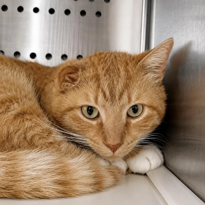 An adult large-sized male Orange / Red Domestic Short Hair cat named Naranga for adoption in Madisonville, TN