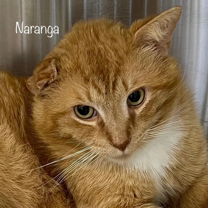 Naranga thumbnail 2