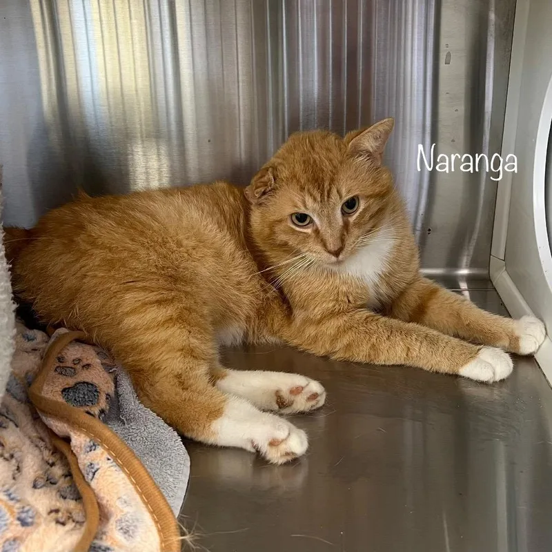 Naranga thumbnail 5