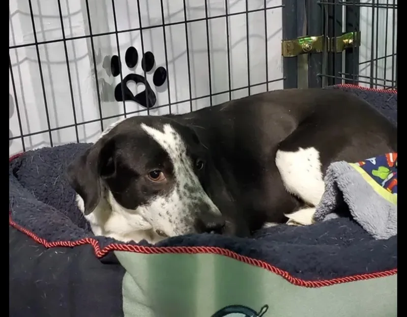An adult medium-sized female Pointer dog named Shiann for adoption in Canyon, TX