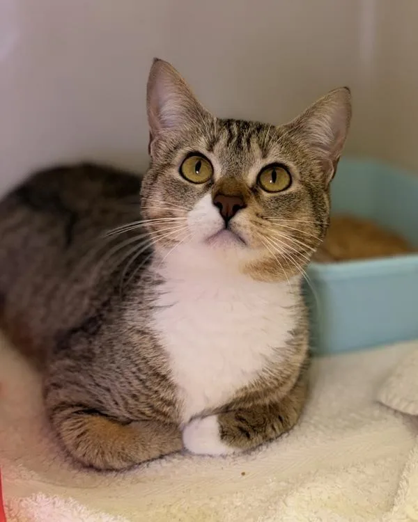 A young medium-sized female Domestic Short Hair cat named Berry for adoption in Canton, GA