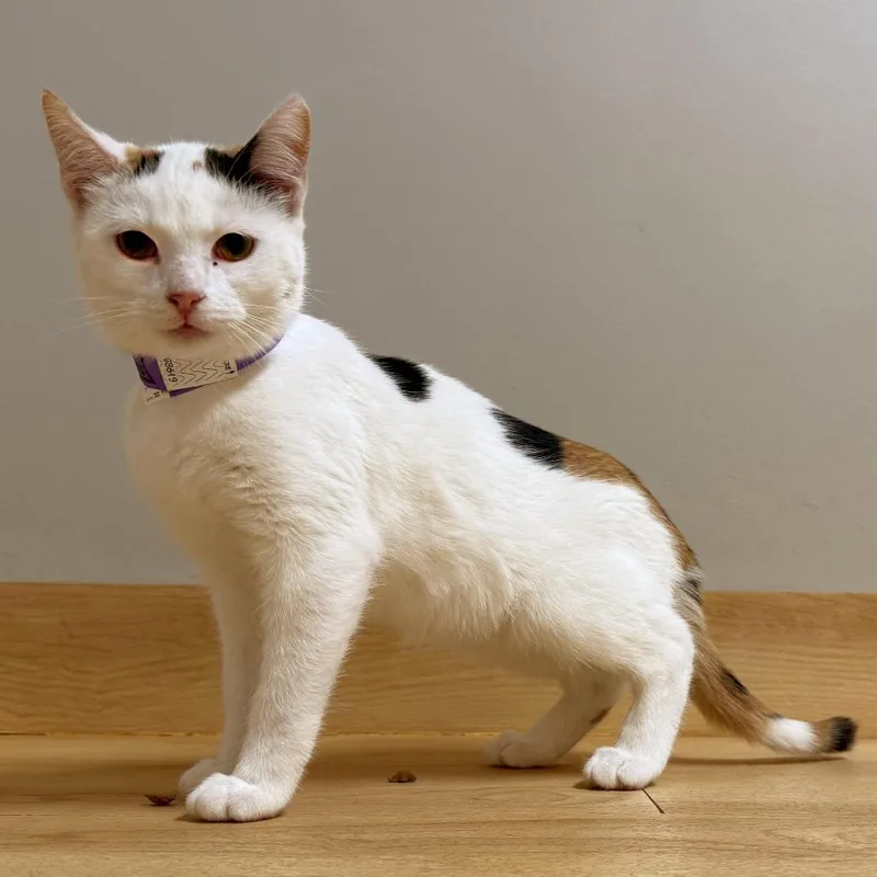 A baby small-sized female Calico Domestic Short Hair cat named Catniss C for adoption in Minnetonka, MN