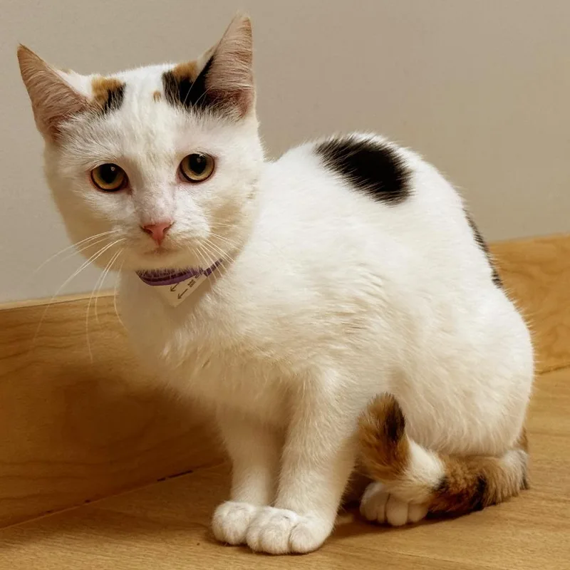 Catniss C thumbnail 2