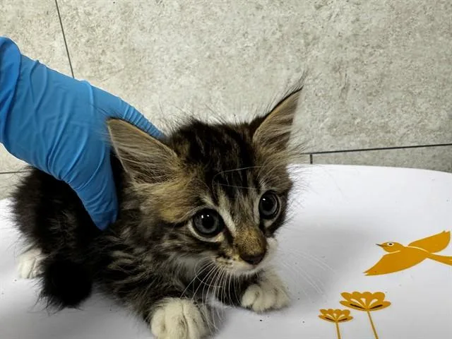 A baby small-sized female Domestic Medium Hair cat named A for adoption in Naples, FL