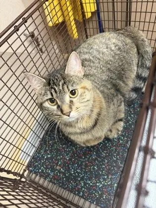 An adult small-sized female Domestic Short Hair cat named Sage for adoption in New Albany, IN