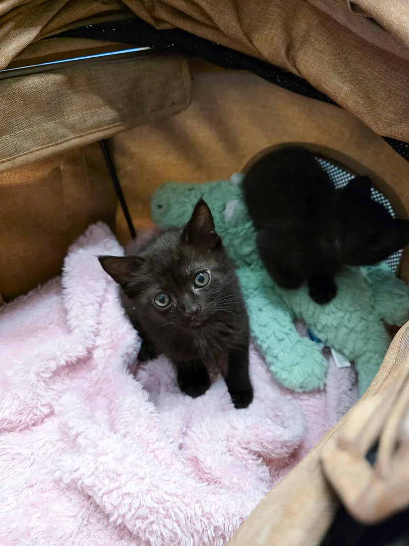 A young medium-sized female Domestic Short Hair cat named Libby for adoption in New Orleans, LA
