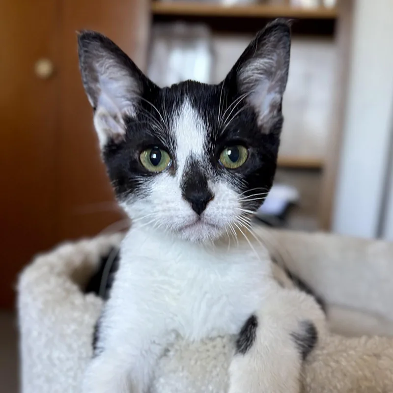 A baby medium-sized female Domestic Short Hair cat named Celeste for adoption in Sonora, CA