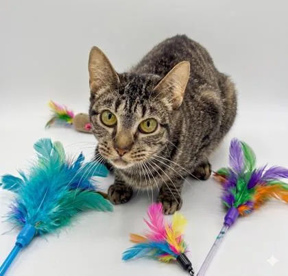 An adult medium-sized female Domestic Short Hair cat named Trilla for adoption in Bowling Green, KY