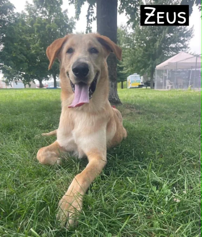 A young large-sized male Yellow / Tan / Blond / Fawn Labrador Retriever dog named Zues for adoption in Springfield, IL