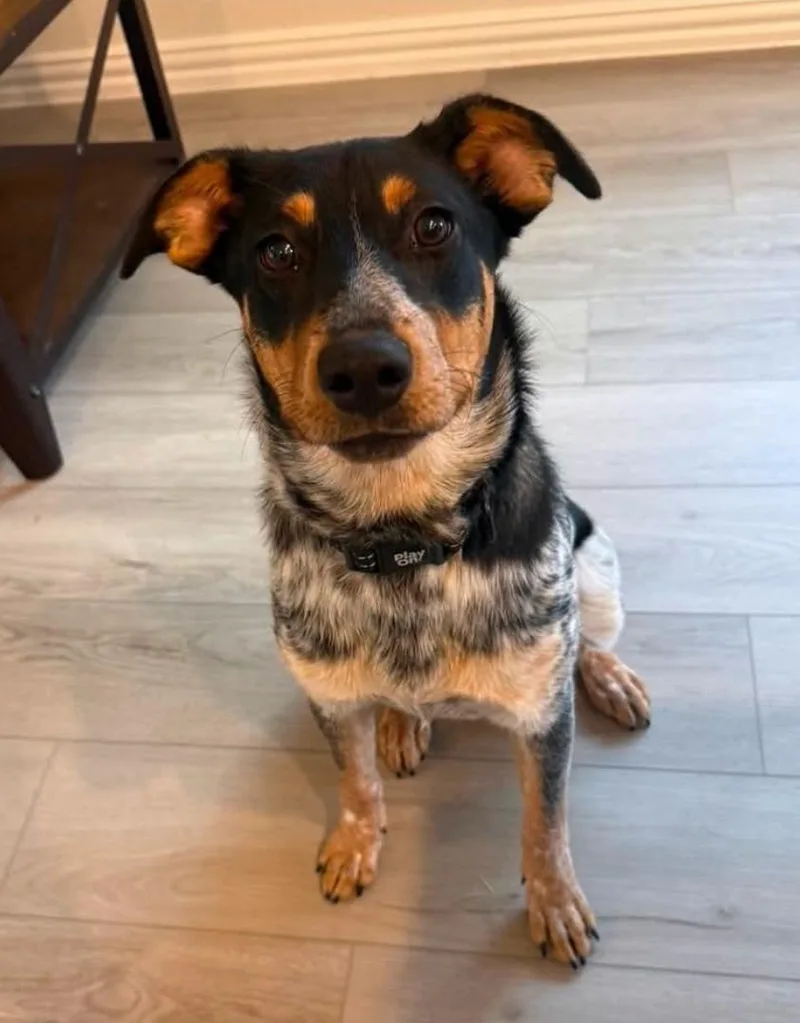 A young medium-sized male Gray / Blue / Silver Australian Cattle Dog / Blue Heeler dog named Apollo for adoption in Anna, TX