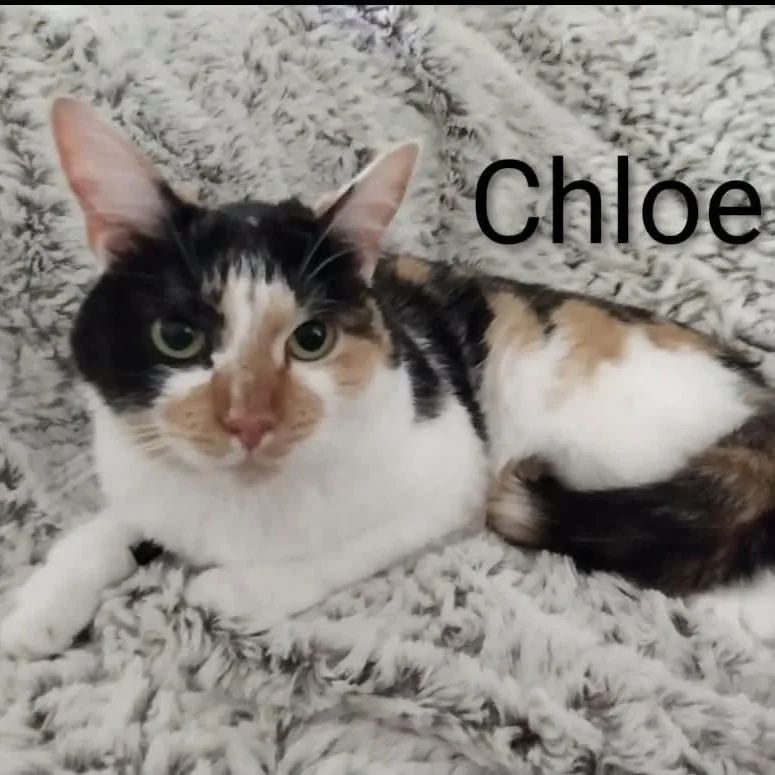 Chloe thumbnail 2
