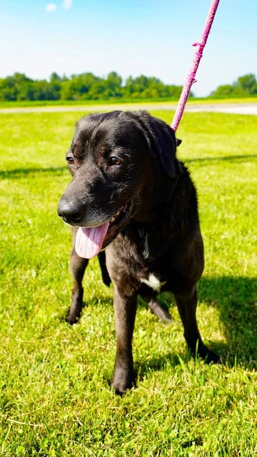 An adult large-sized male Black Labrador Retriever dog named Bert for adoption in Kenton, OH