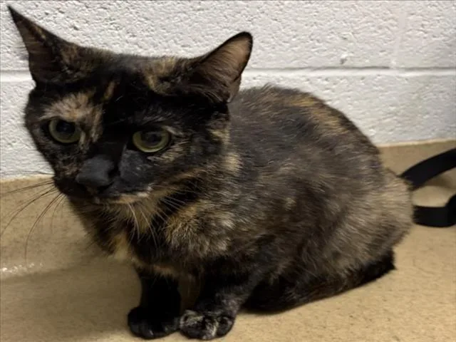 Mittens