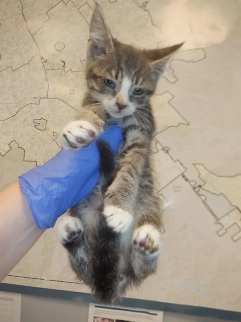 A baby small-sized male Domestic Short Hair cat named Bane for adoption in San Jose, CA