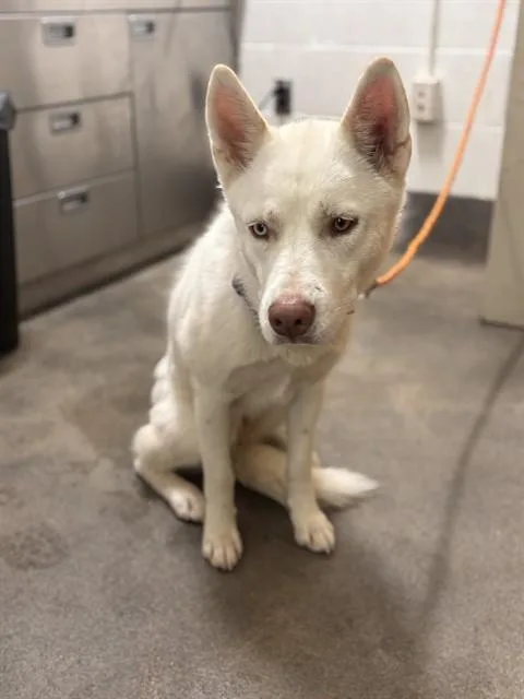 A young large-sized female Siberian Husky dog named Trixie for adoption in Upper Marlboro, MD