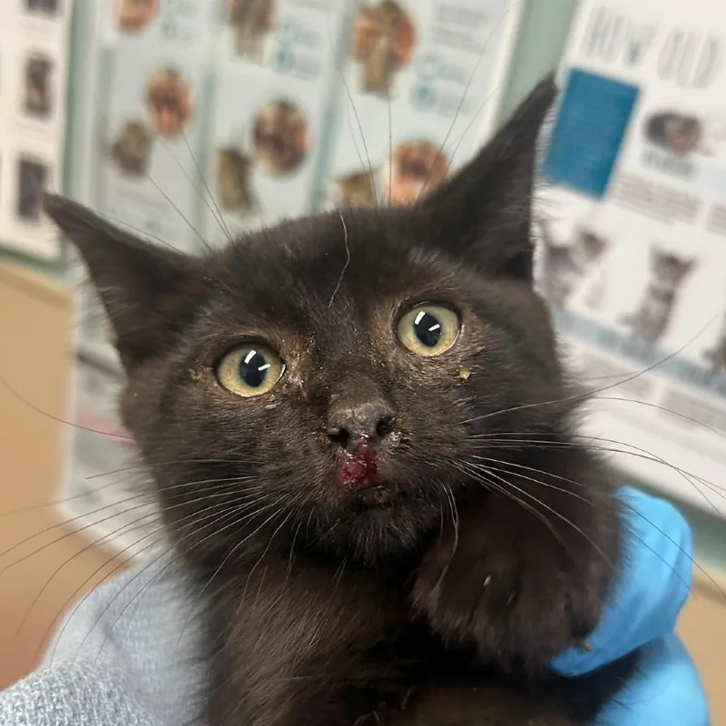 A baby small-sized male Black Domestic Short Hair cat named Kelly for adoption in Tacoma, WA
