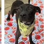 A baby medium-sized male Black Labrador Retriever dog named Dale for adoption in Clearwater, FL