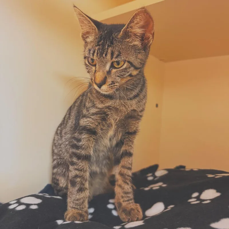 A young medium-sized female Tabby (Brown / Chocolate) Domestic Short Hair cat named Sloan for adoption in Hays, KS