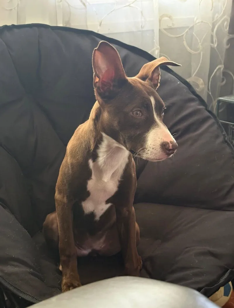 A baby medium-sized female Pit Bull Terrier dog named Roofie for adoption in Germantown, OH
