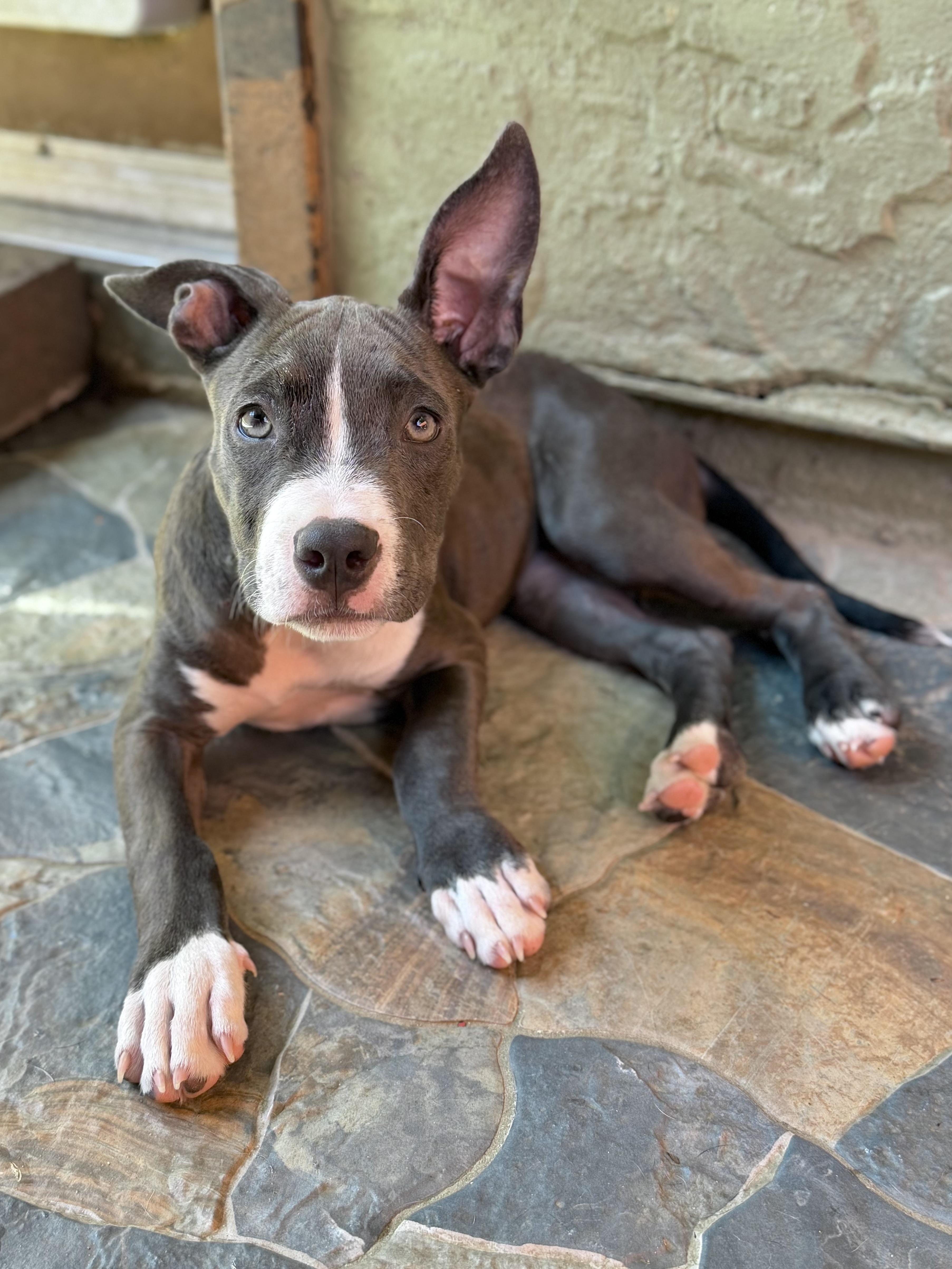Pit Mix Litter