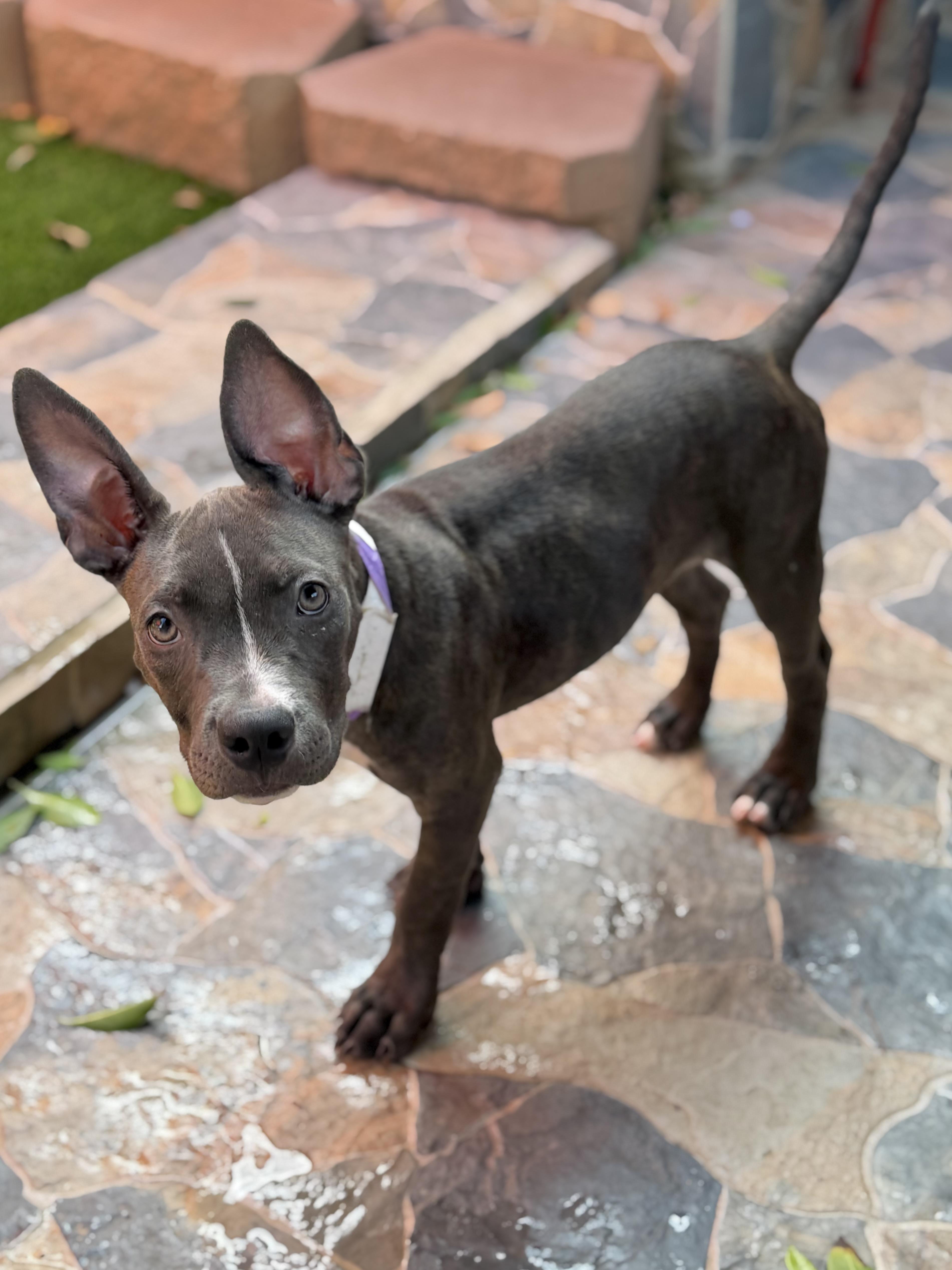 Pit Mix Litter thumbnail 2