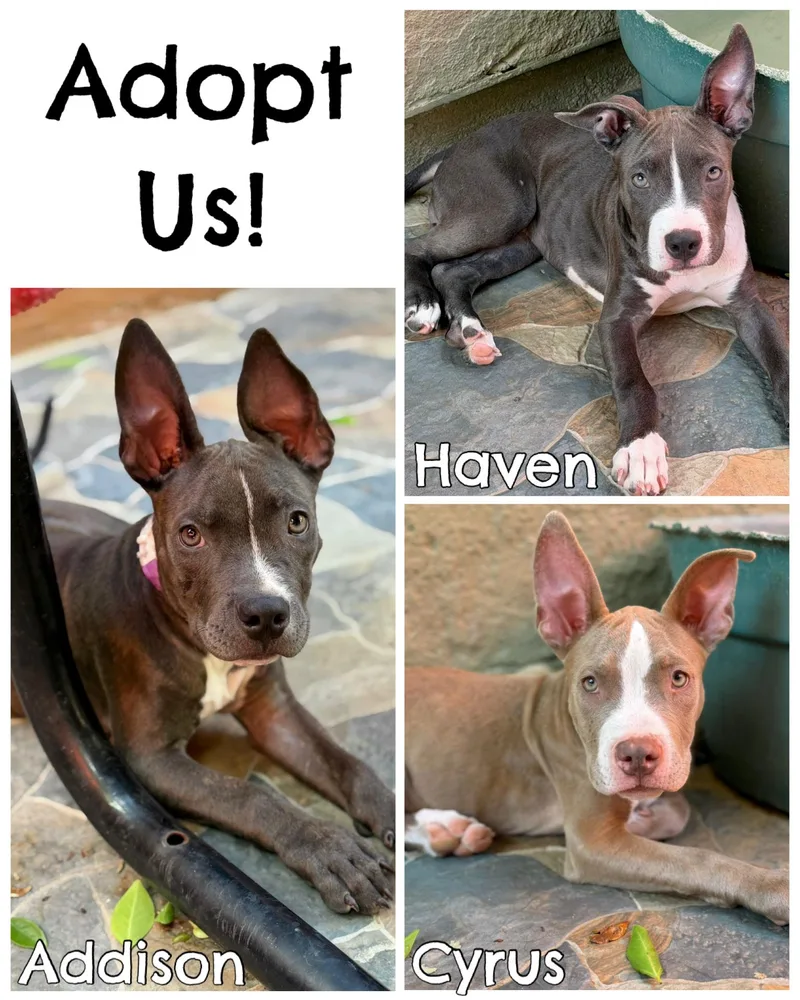 Pit Mix Litter thumbnail 3