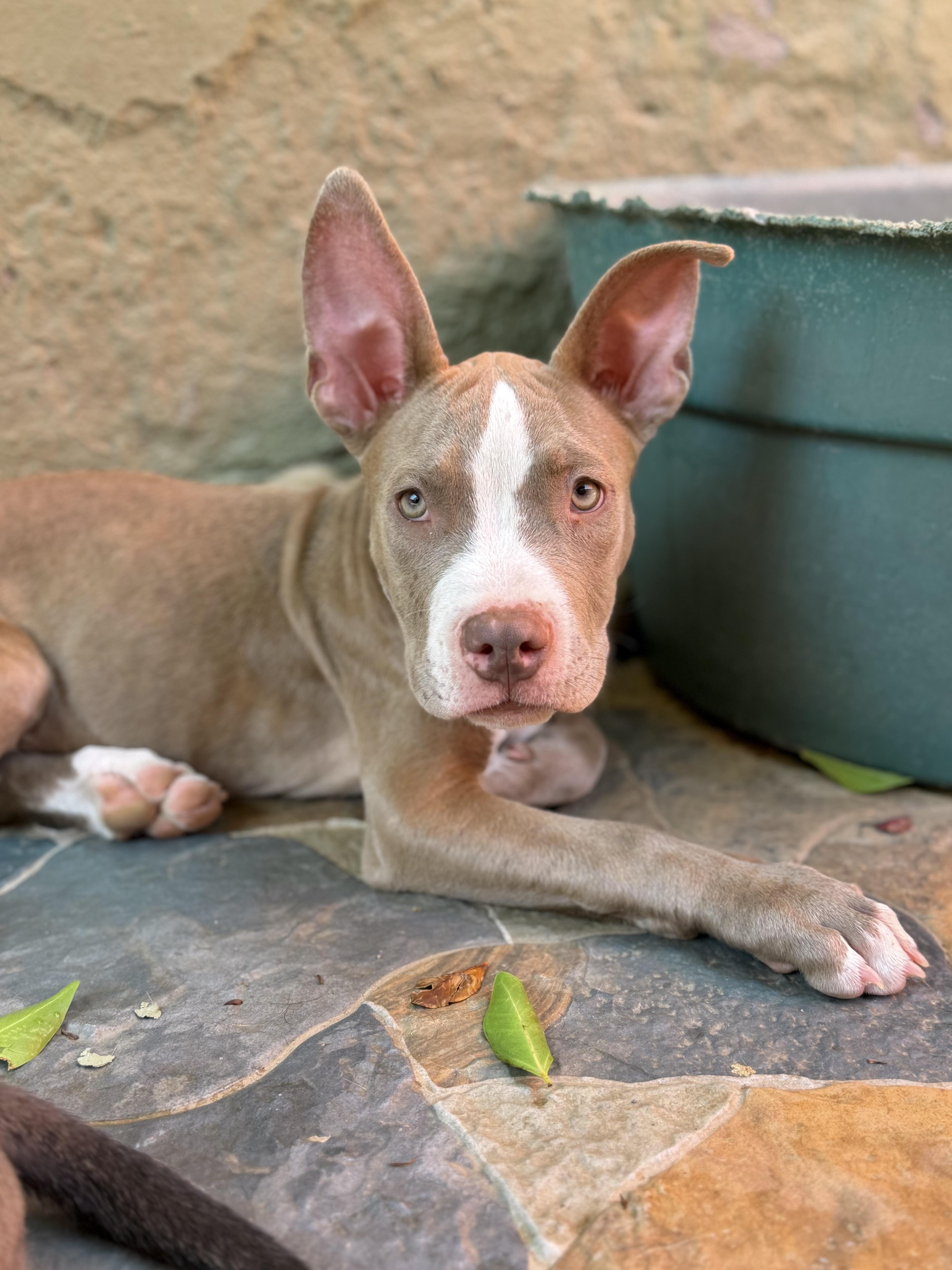 Pit Mix Litter thumbnail 4