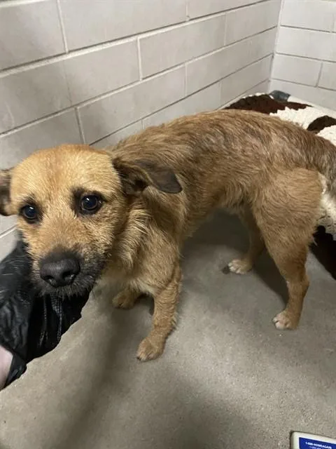 A young small-sized male Terrier dog named Neo for adoption in Stockton, CA