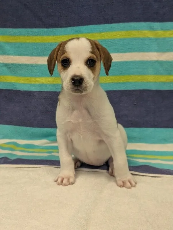 A baby small-sized female White / Cream Beagle dog named Sally for adoption in Aiken, SC