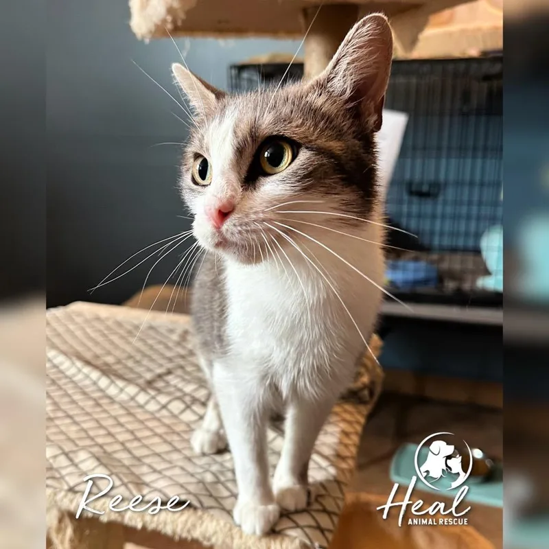 A young small-sized female Gray / Blue / Silver Domestic Short Hair cat named Reese for adoption in Youngwood, PA