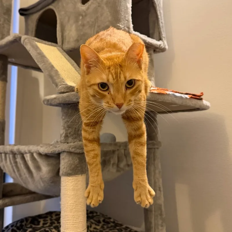 An adult large-sized male Orange / Red Domestic Short Hair cat named Hunksta for adoption in Hamburg, NY