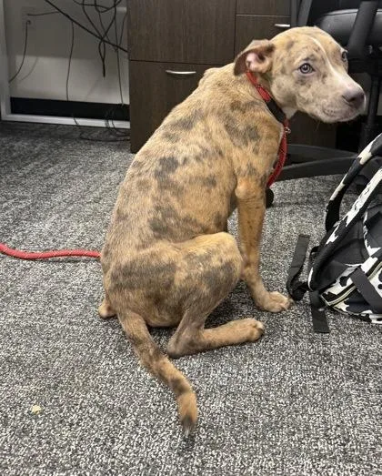 An adult medium-sized female Mixed Breed dog named Miss May I for adoption in West Chester, PA