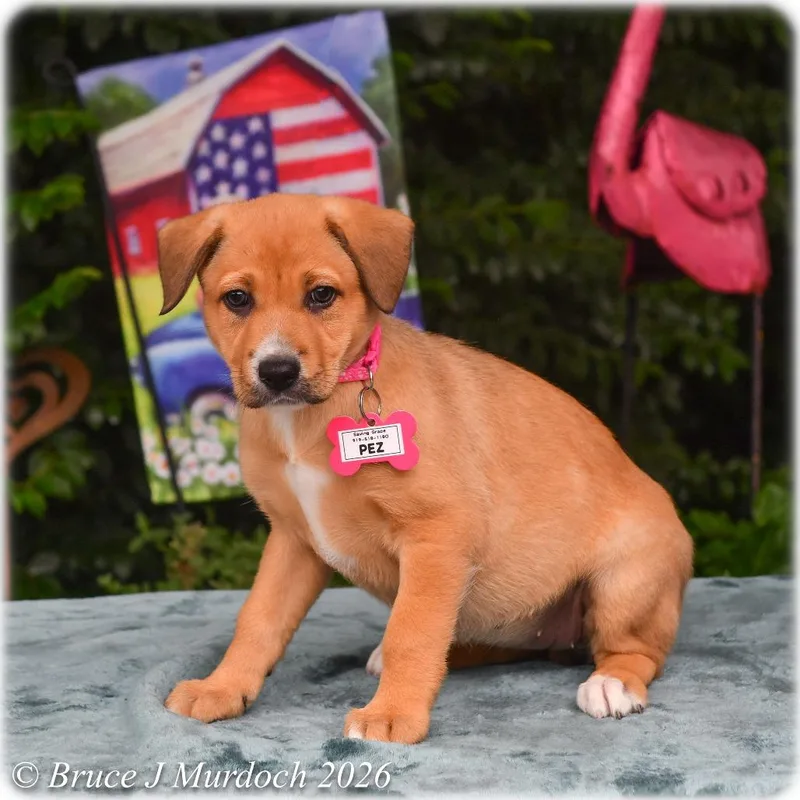 A baby small-sized female Yellow / Tan / Blond / Fawn Labrador Retriever dog named Pez for adoption in Wake Forest, NC