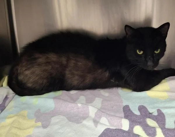 A senior medium-sized male Domestic Short Hair cat named Minter for adoption in Vancouver, WA