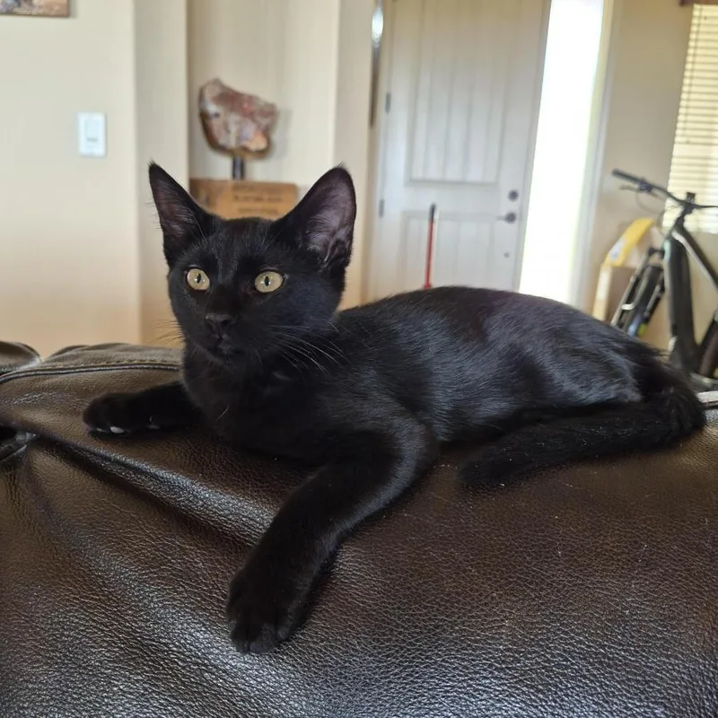 A baby small-sized female Black Domestic Short Hair cat named Audrey for adoption in Prescott, AZ