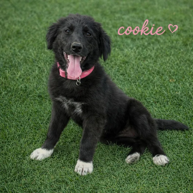 A baby medium-sized female Black Australian Shepherd dog named Cookie for adoption in Hohenwald, TN