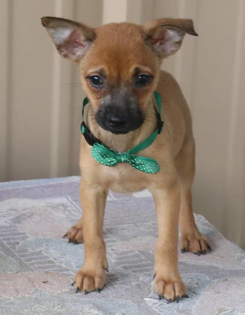 A baby small-sized male Brown / Chocolate Fox Terrier dog named Sean for adoption in Bandera, TX