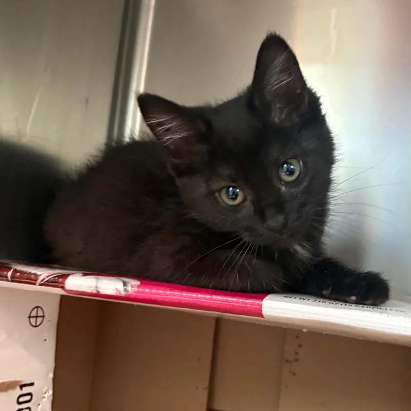 A baby medium-sized female Black Domestic Short Hair cat named Lumi for adoption in Fenton, MI