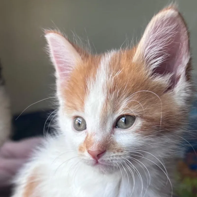 A baby small-sized male Orange / Red Domestic Medium Hair cat named Frito Wink for adoption in Eaton Rapids, MI