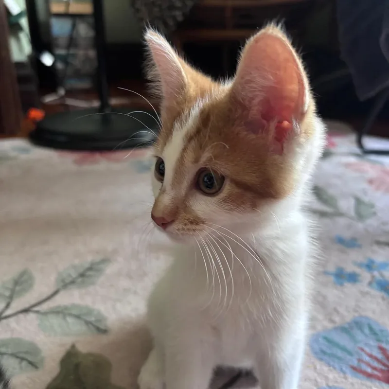 Frito Wink thumbnail 2