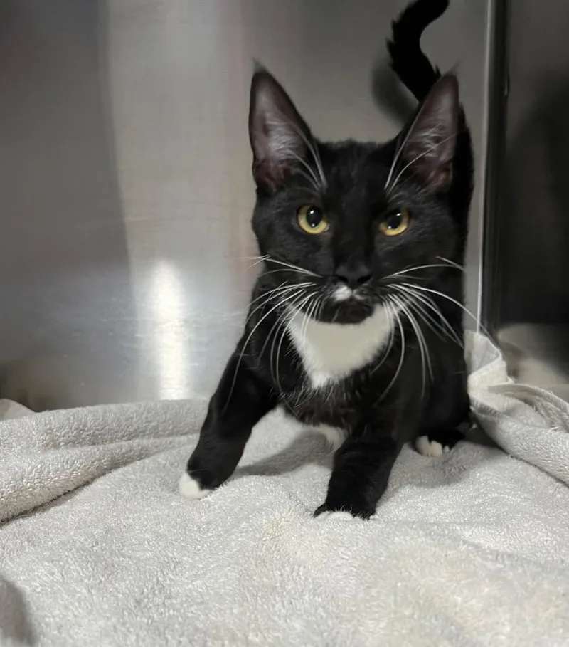 A baby small-sized female Domestic Short Hair cat named Sugar for adoption in Labelle, FL