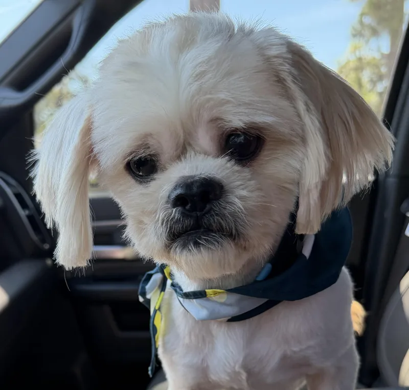 An adult small-sized male Shih Tzu dog named Fabian for adoption in Douglas, GA