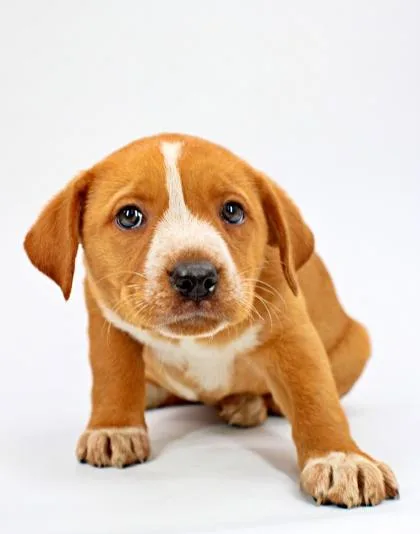A baby medium-sized female Australian Shepherd dog named Beatrice for adoption in Morton Grove, IL