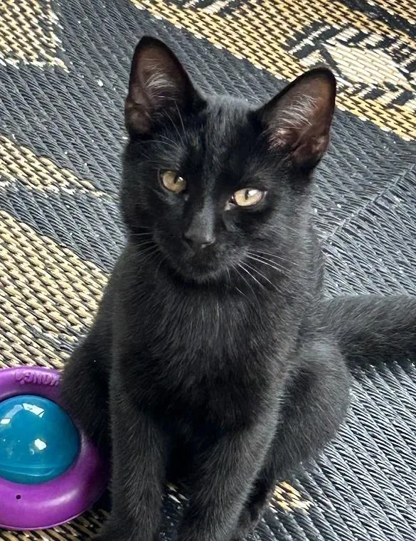 A baby medium-sized male Domestic Short Hair cat named Piney for adoption in Wadsworth, OH