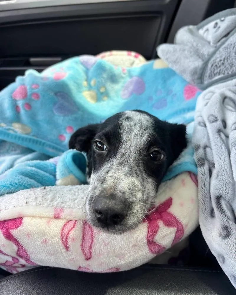 A baby small-sized male Tricolor (Brown, Black, & White) Cattle Dog dog named Samuel for adoption in Lakeland, FL